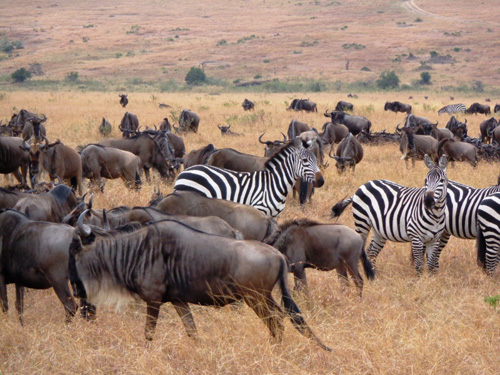 Migración en Serengeti